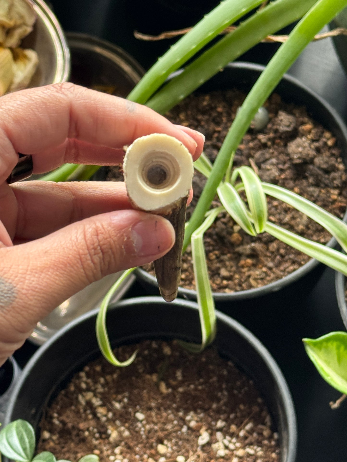 Protection Antler Container