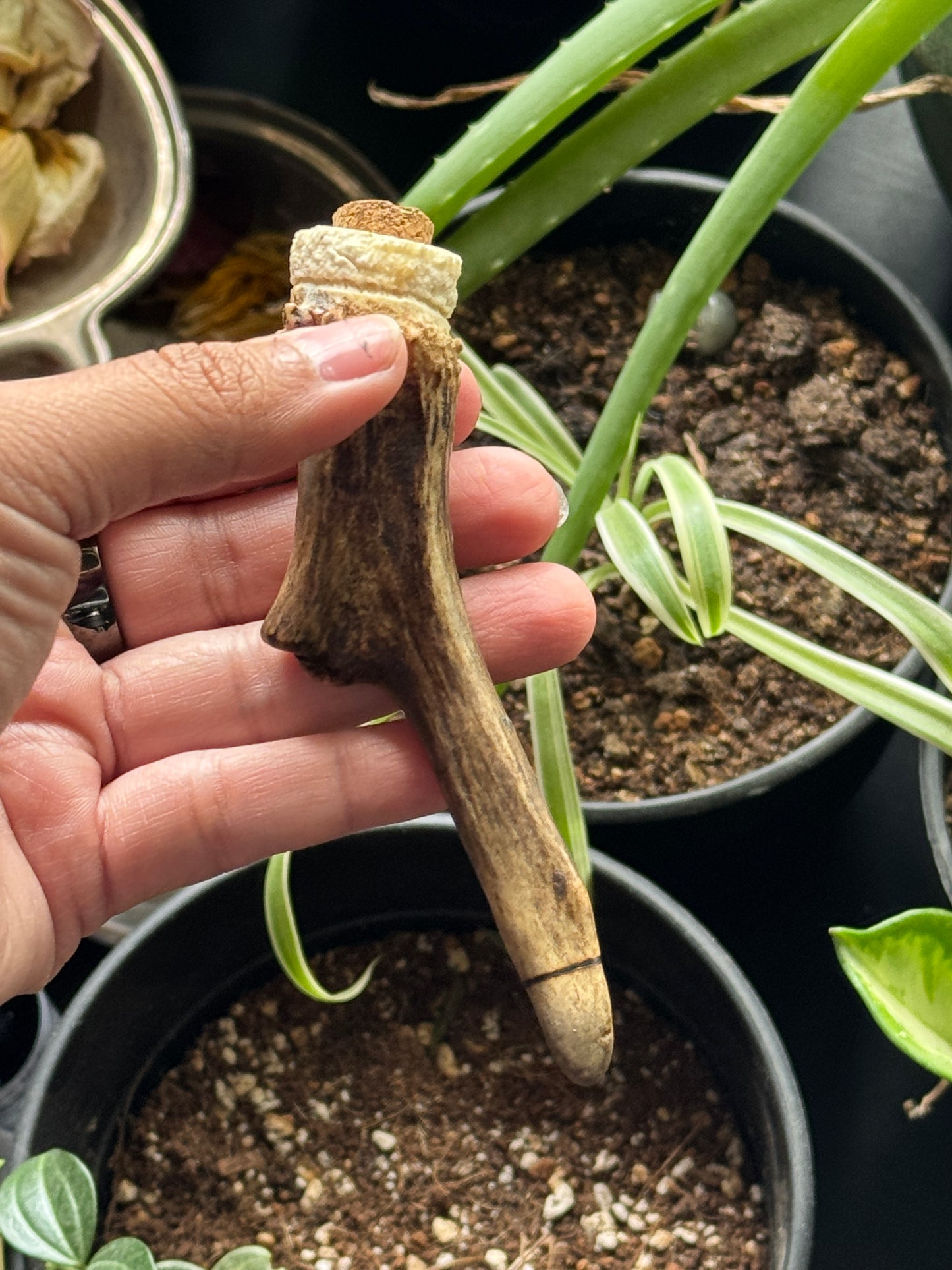 Protection Antler Container