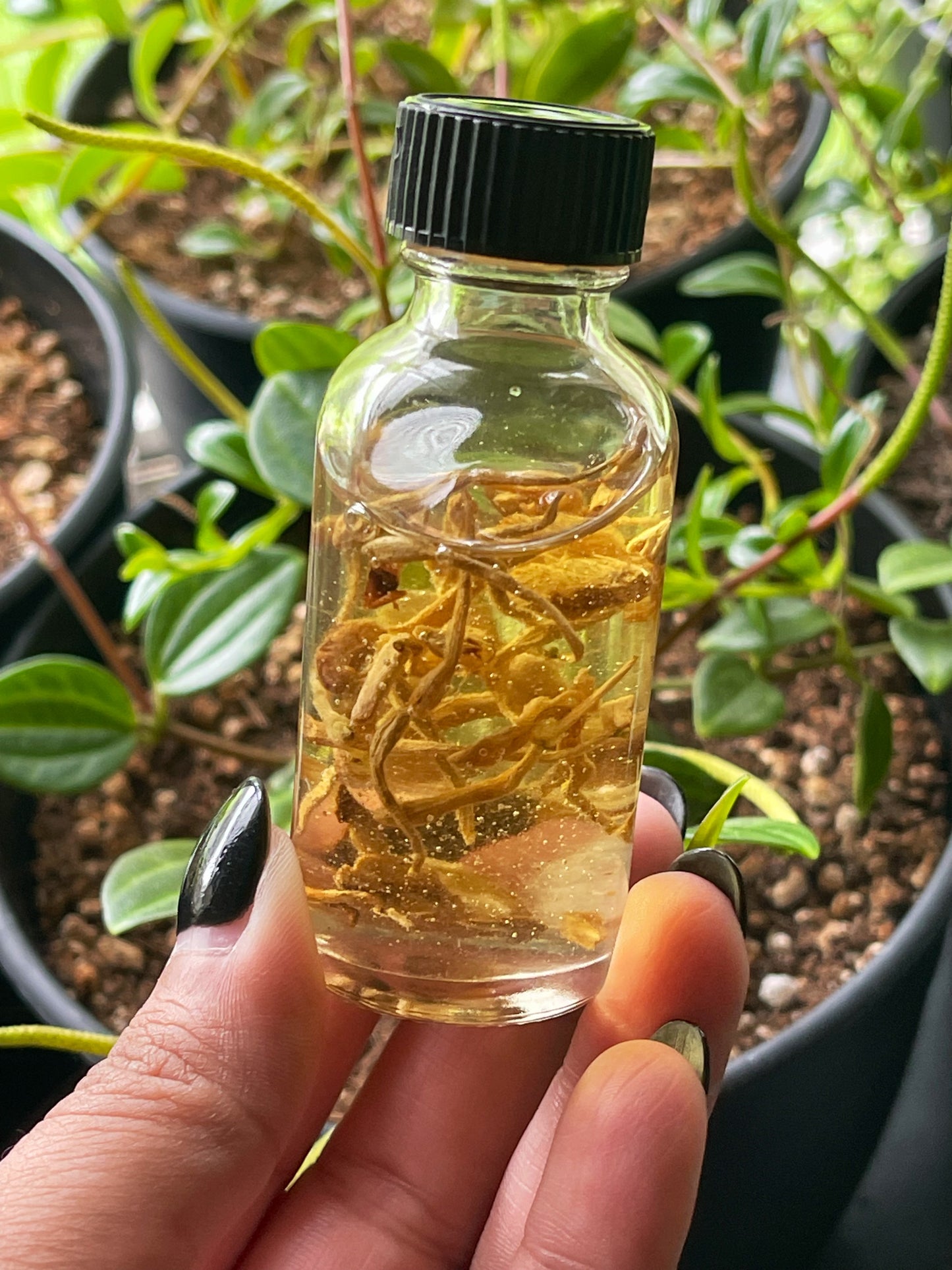 Enchantress Intention Oil