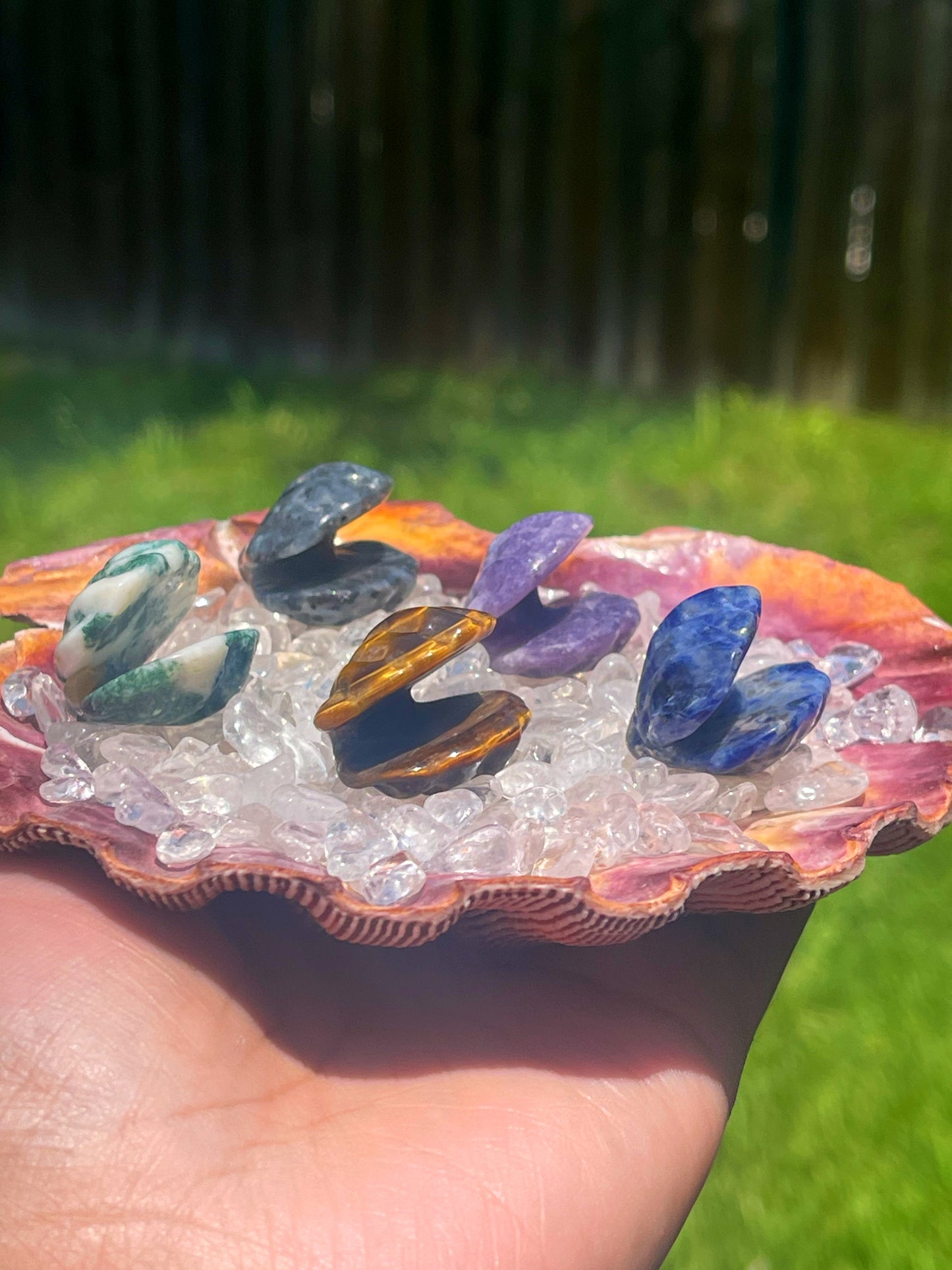 Crystal Clam Seashells Sm