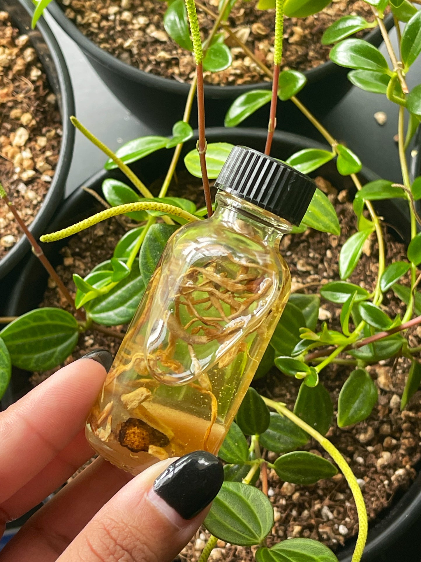 Enchantress Intention Oil
