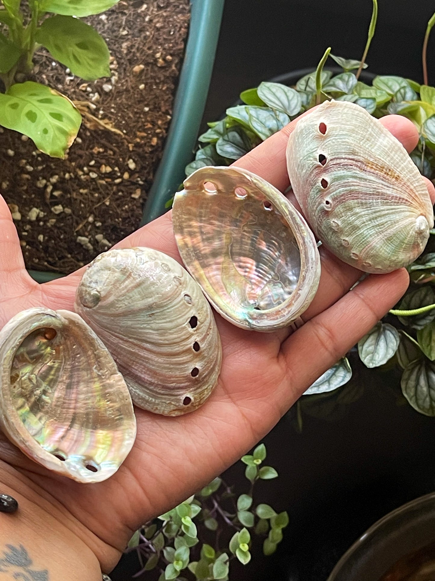 Mini Abalone Shells