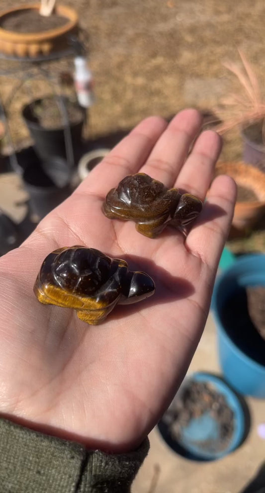 Tigers Eye Turtles