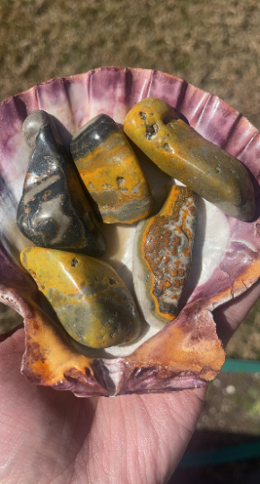 Bumblebee Jasper Tumbles