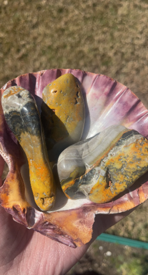 Bumblebee Jasper Tumbles