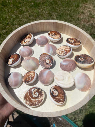 Cat Eye Shell Shiva Eye Shell