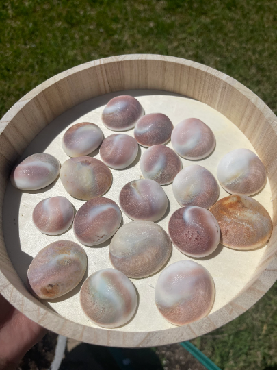 Cat Eye Shell Shiva Eye Shell