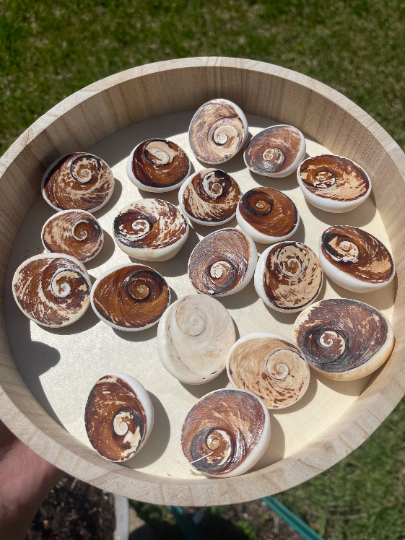 Cat Eye Shell Shiva Eye Shell