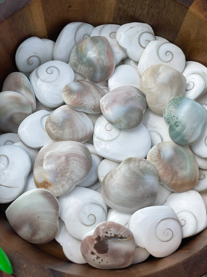 Shiva Eye Shell Heart Mermaids Money
