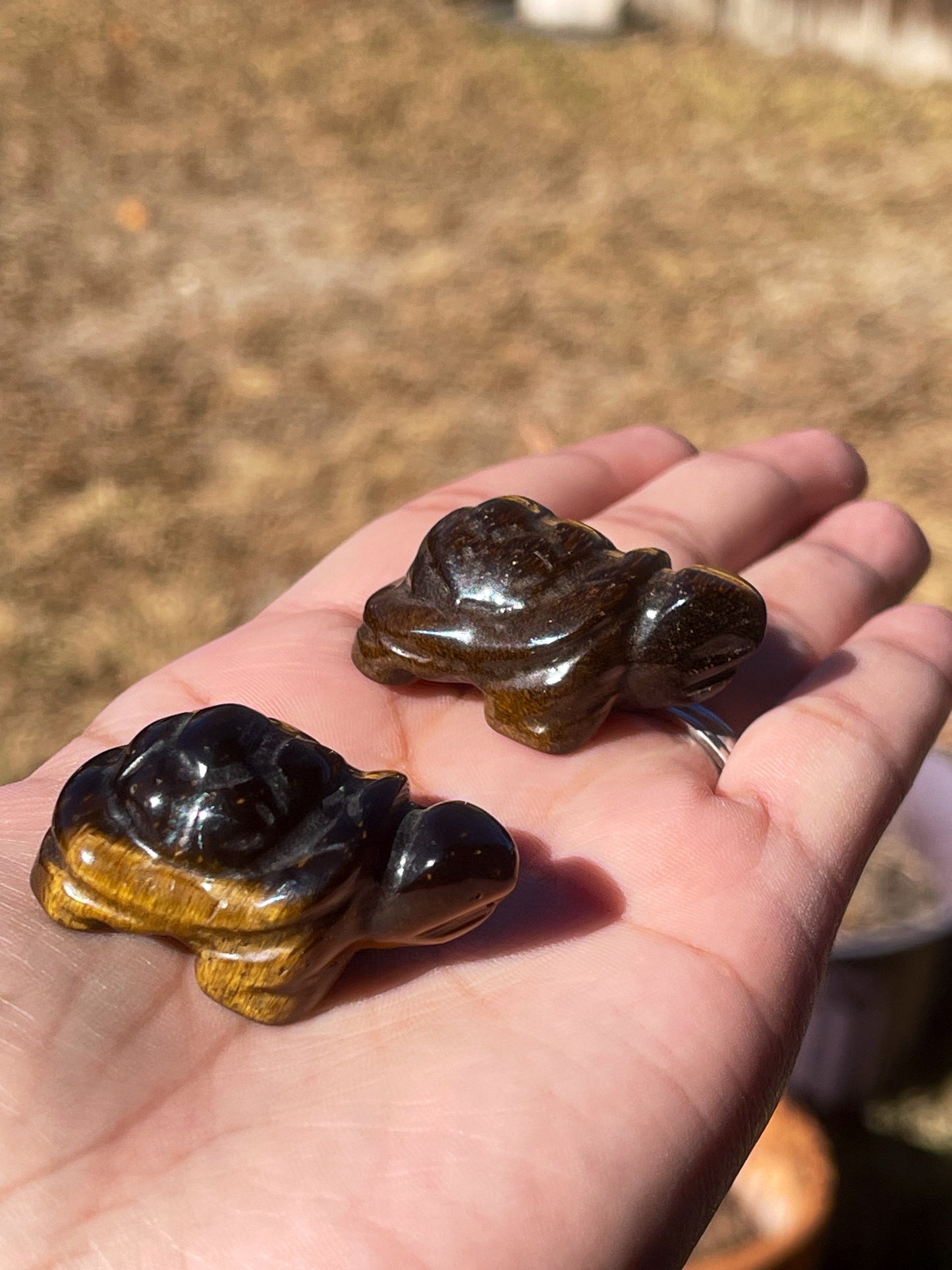 Tigers Eye Turtles