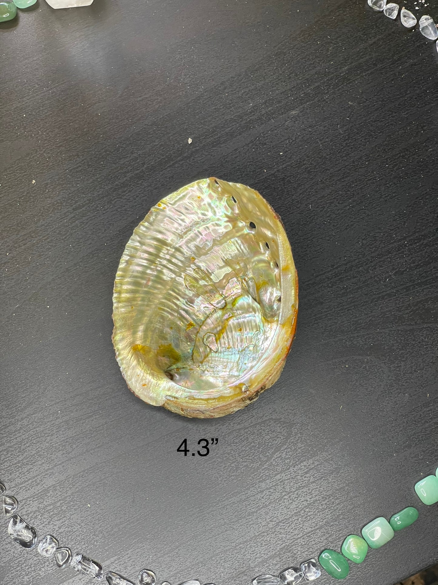 Abalone Shells