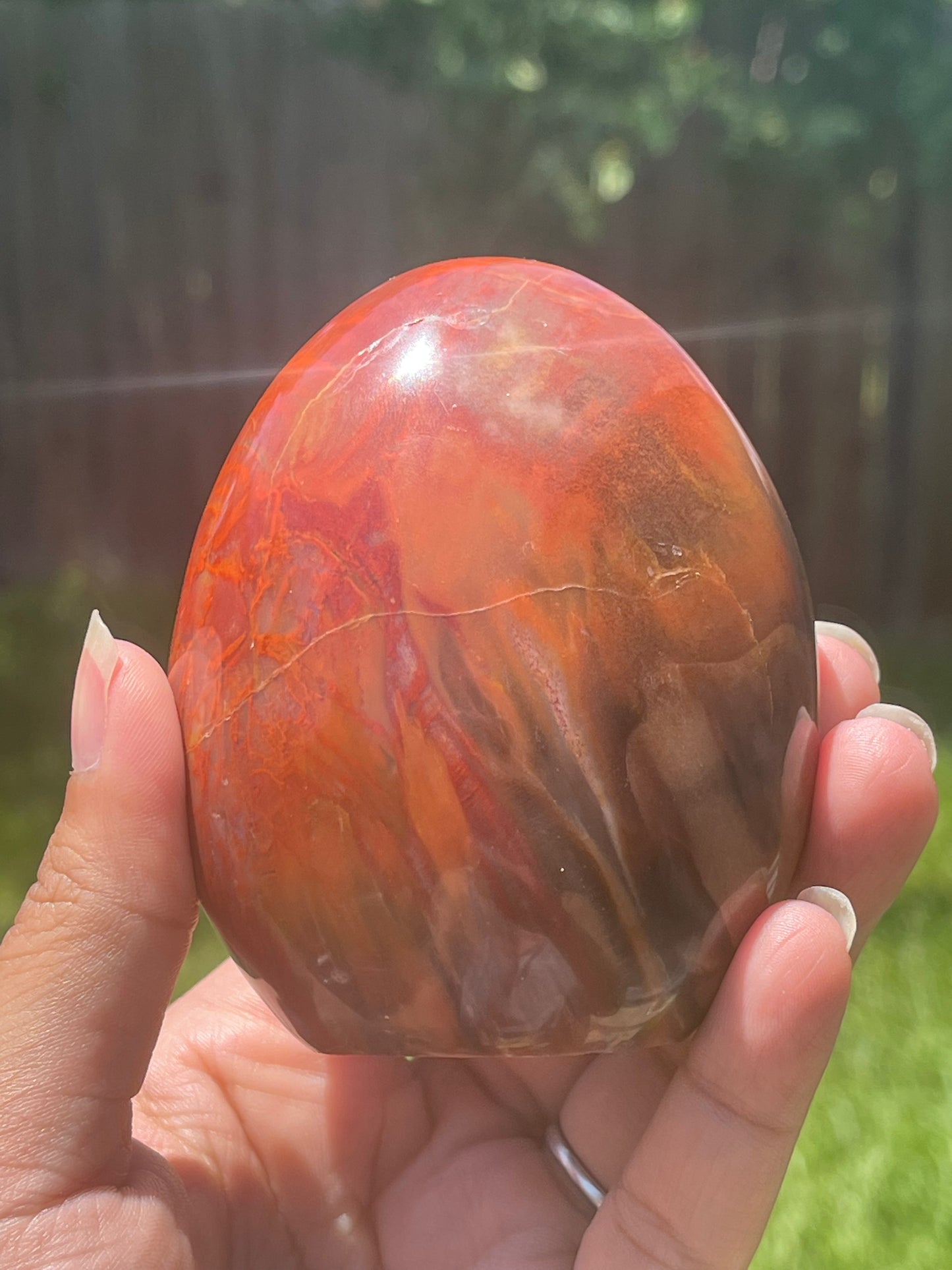 Rainbow Petrified Wood Free Form