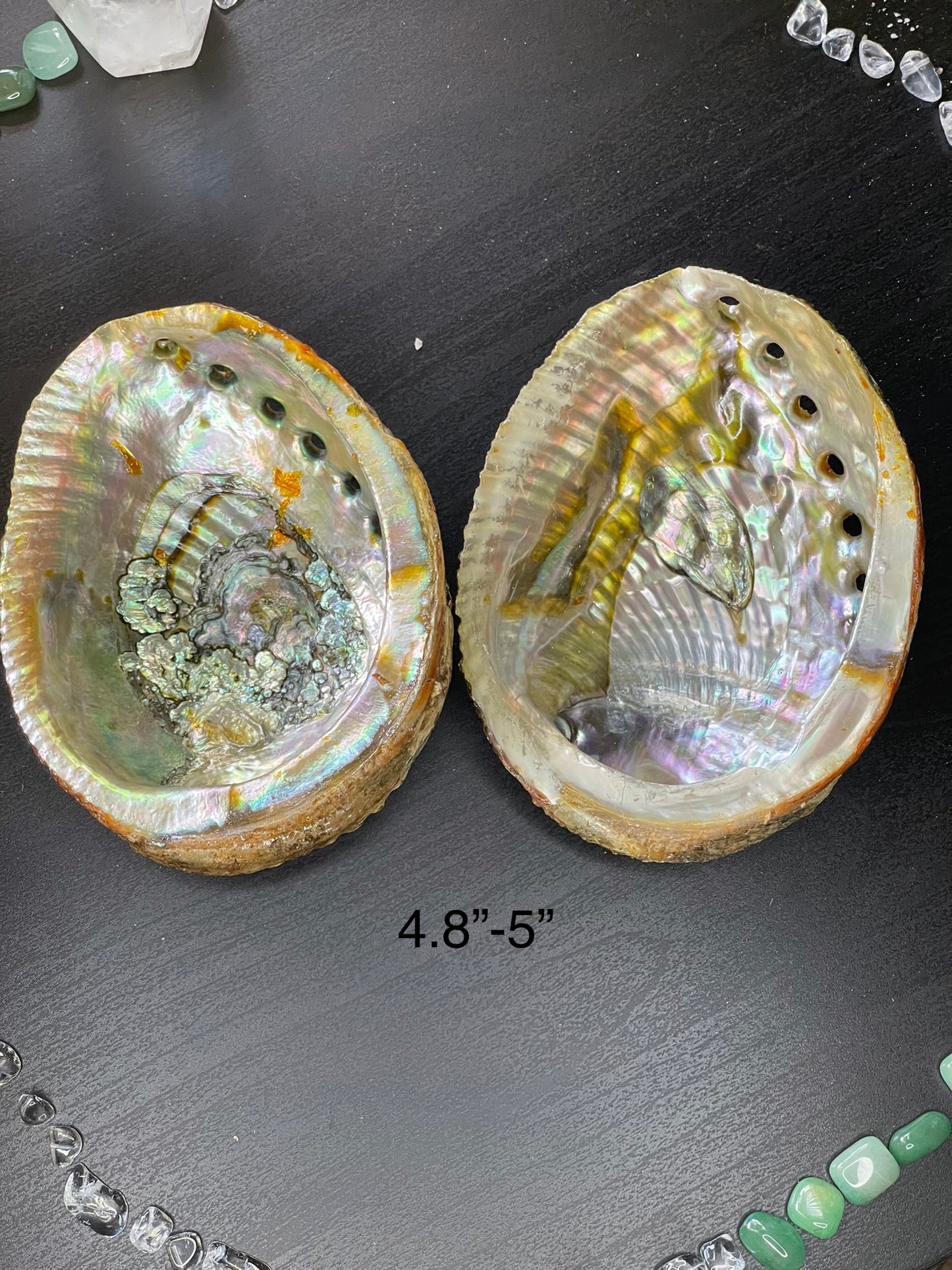Abalone Shells