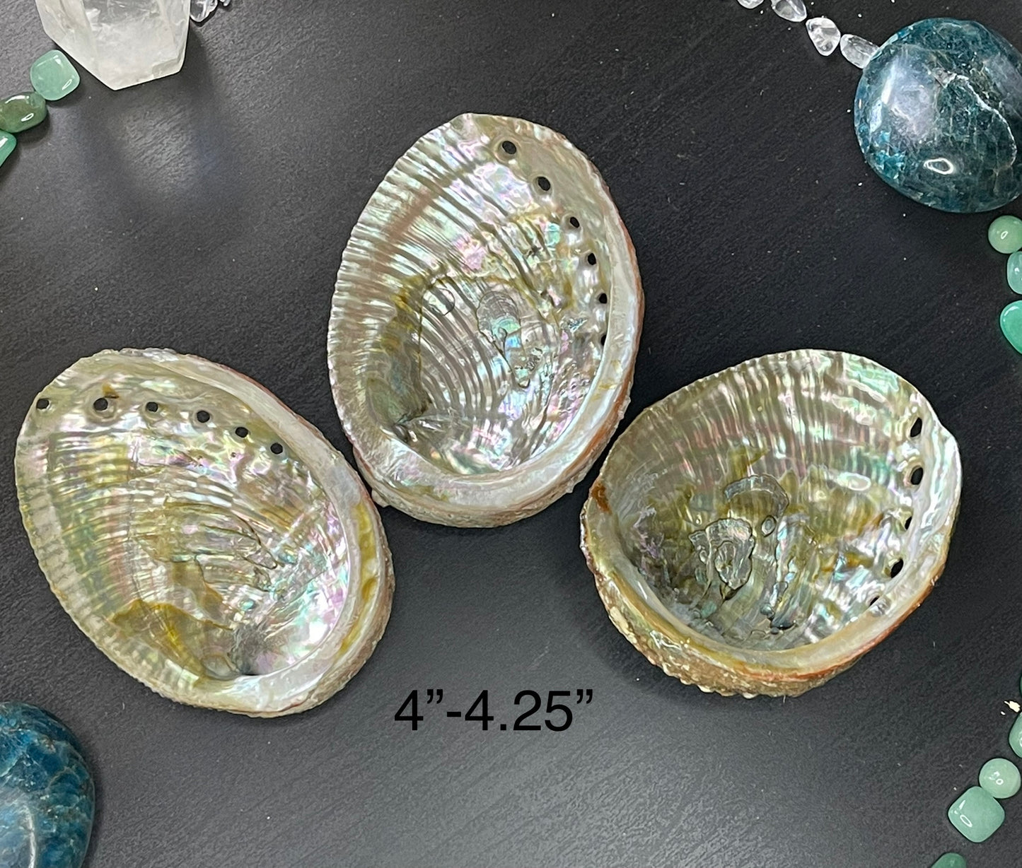 Abalone Shells