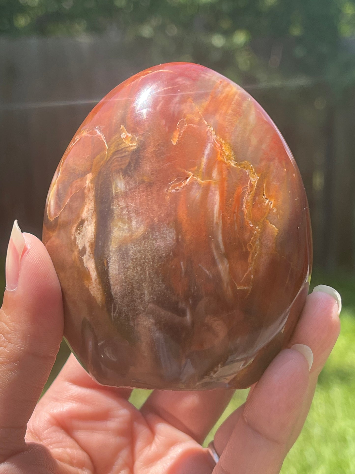 Rainbow Petrified Wood Free Form