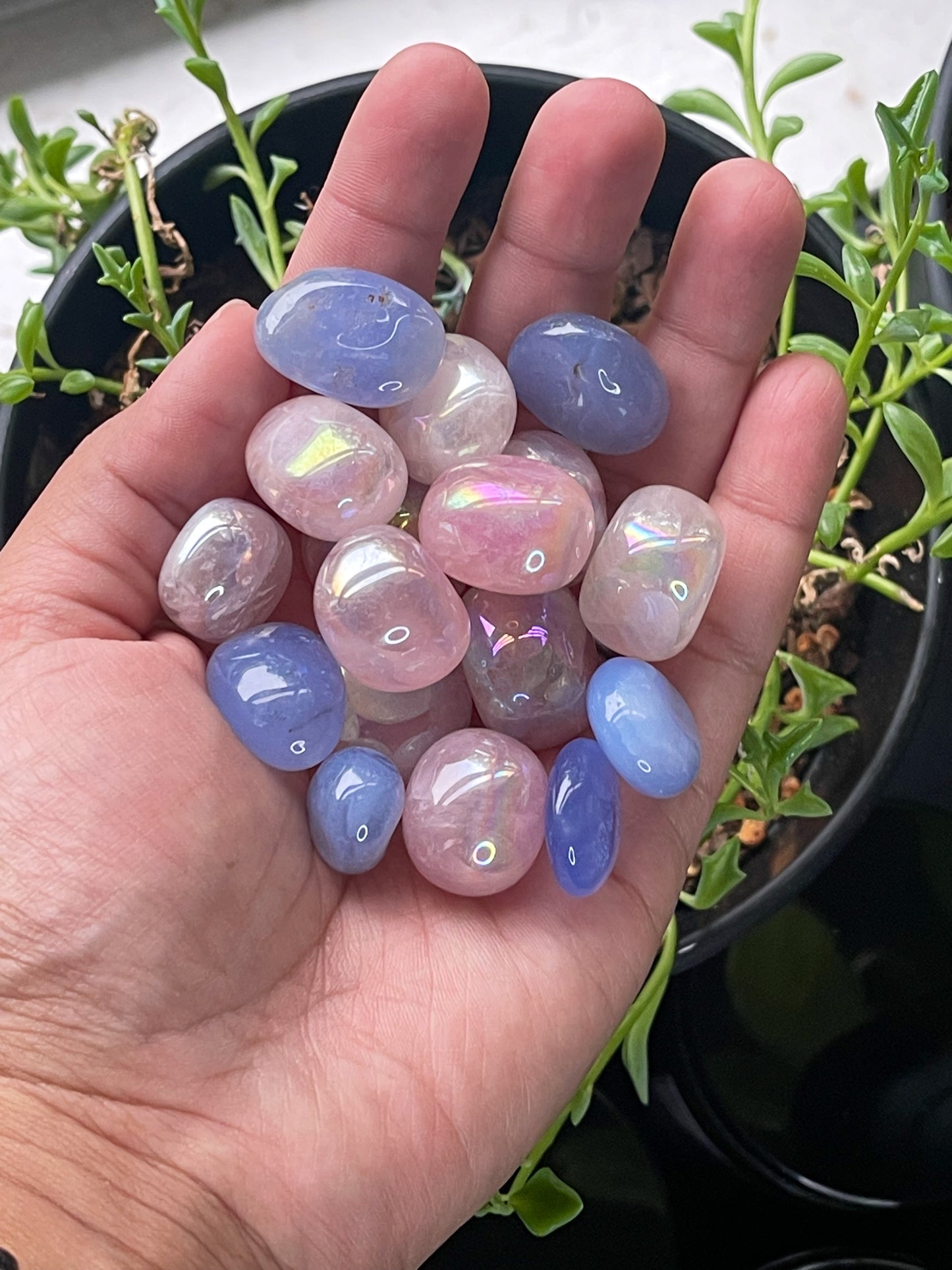 Angel Aura Rose Quartz Tumbles