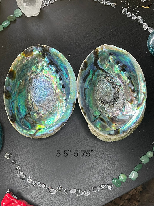 Abalone Shells