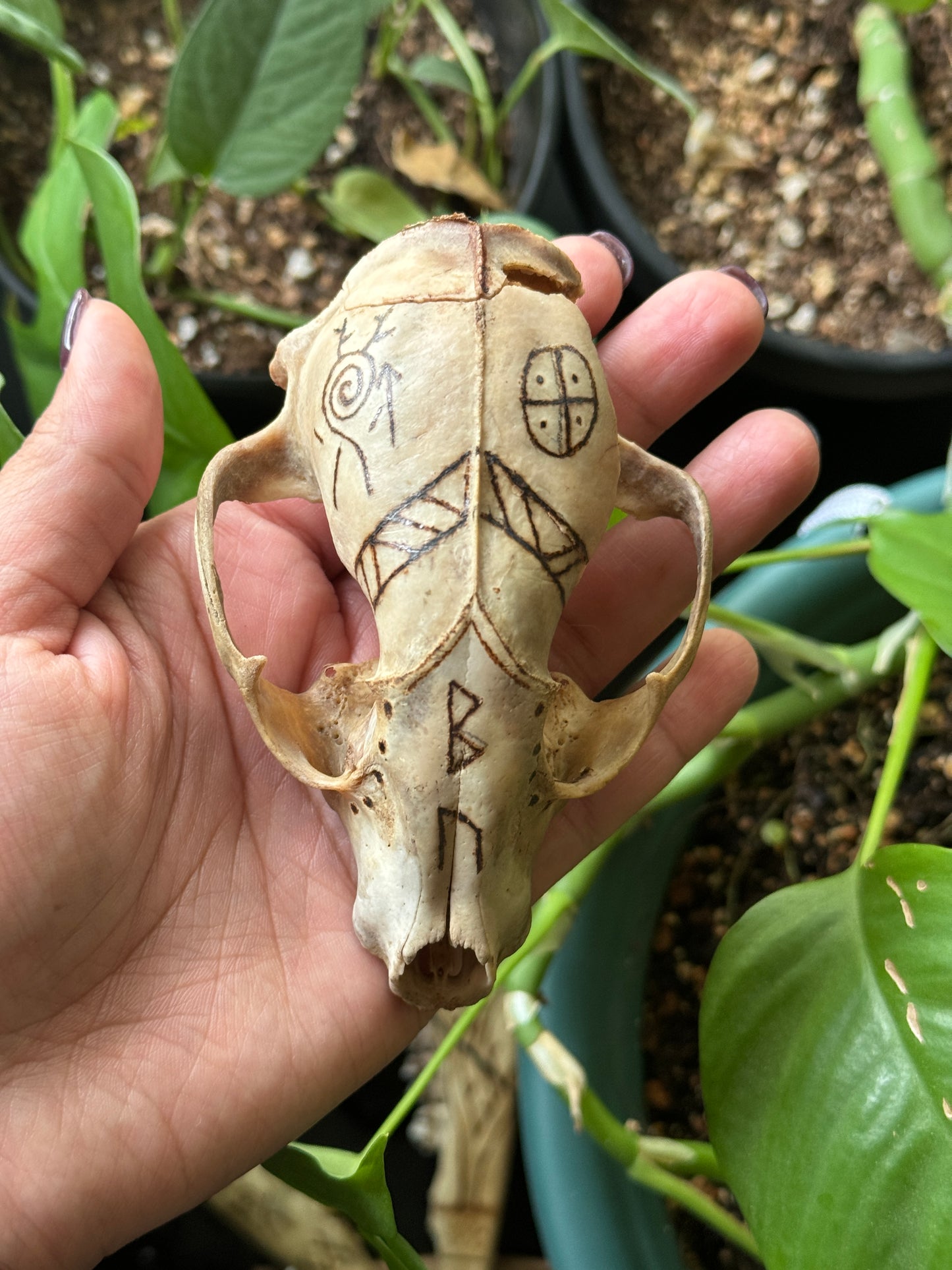 The Healer Raccoon Skull