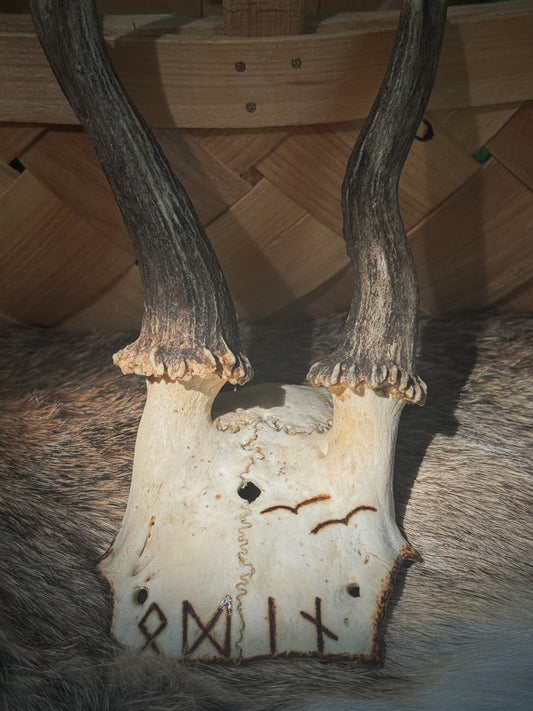 Odin Roe Deer Skull Cap Hand Burned