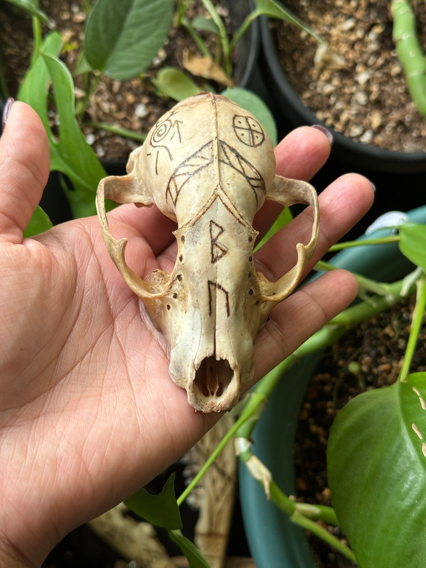 The Healer Raccoon Skull