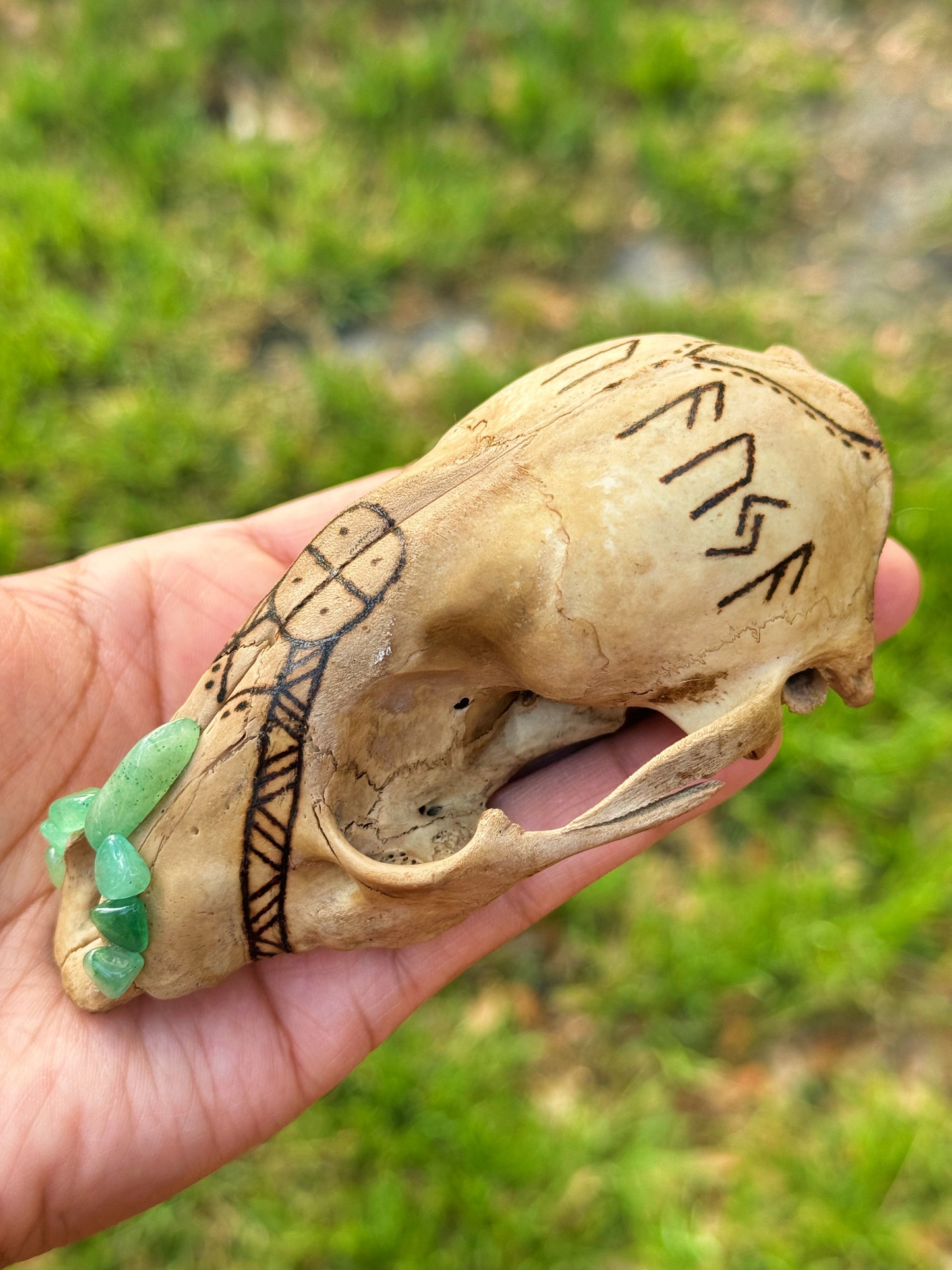 'Luck Giver' Hand Burned Raccoon Skull