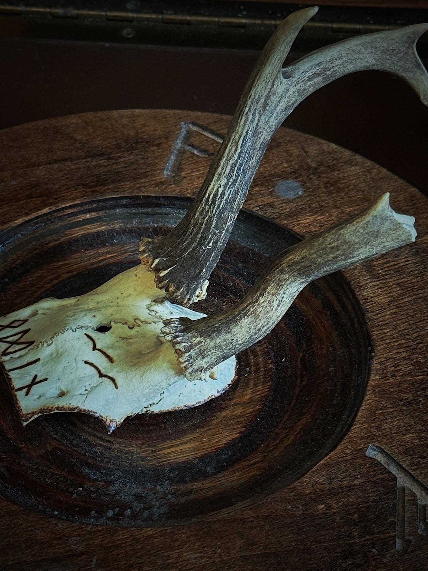 Odin Roe Deer Skull Cap Hand Burned