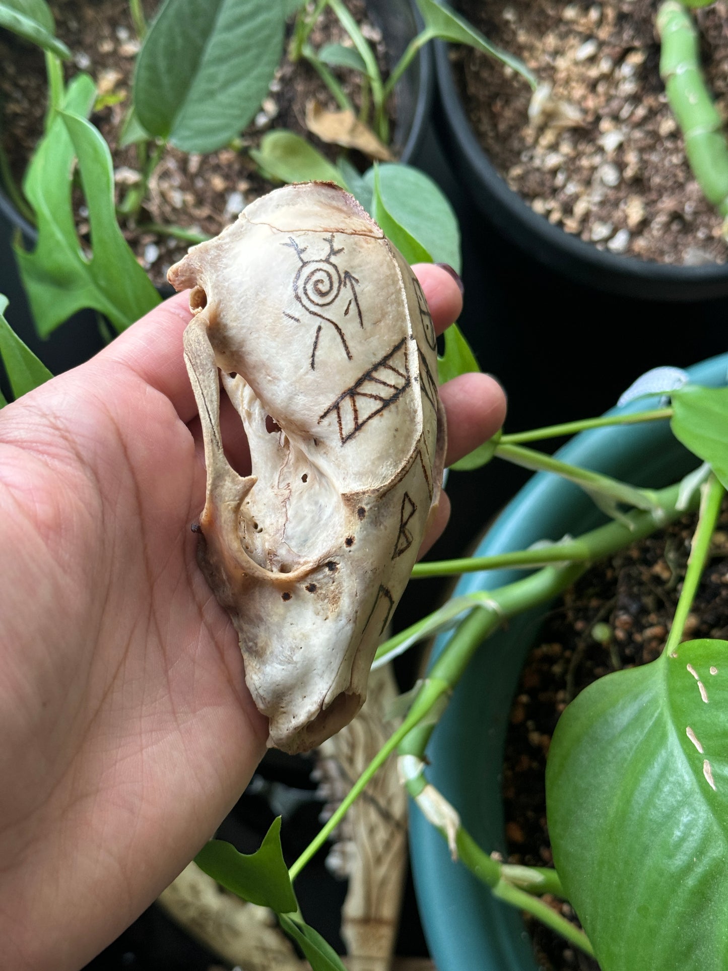 The Healer Raccoon Skull