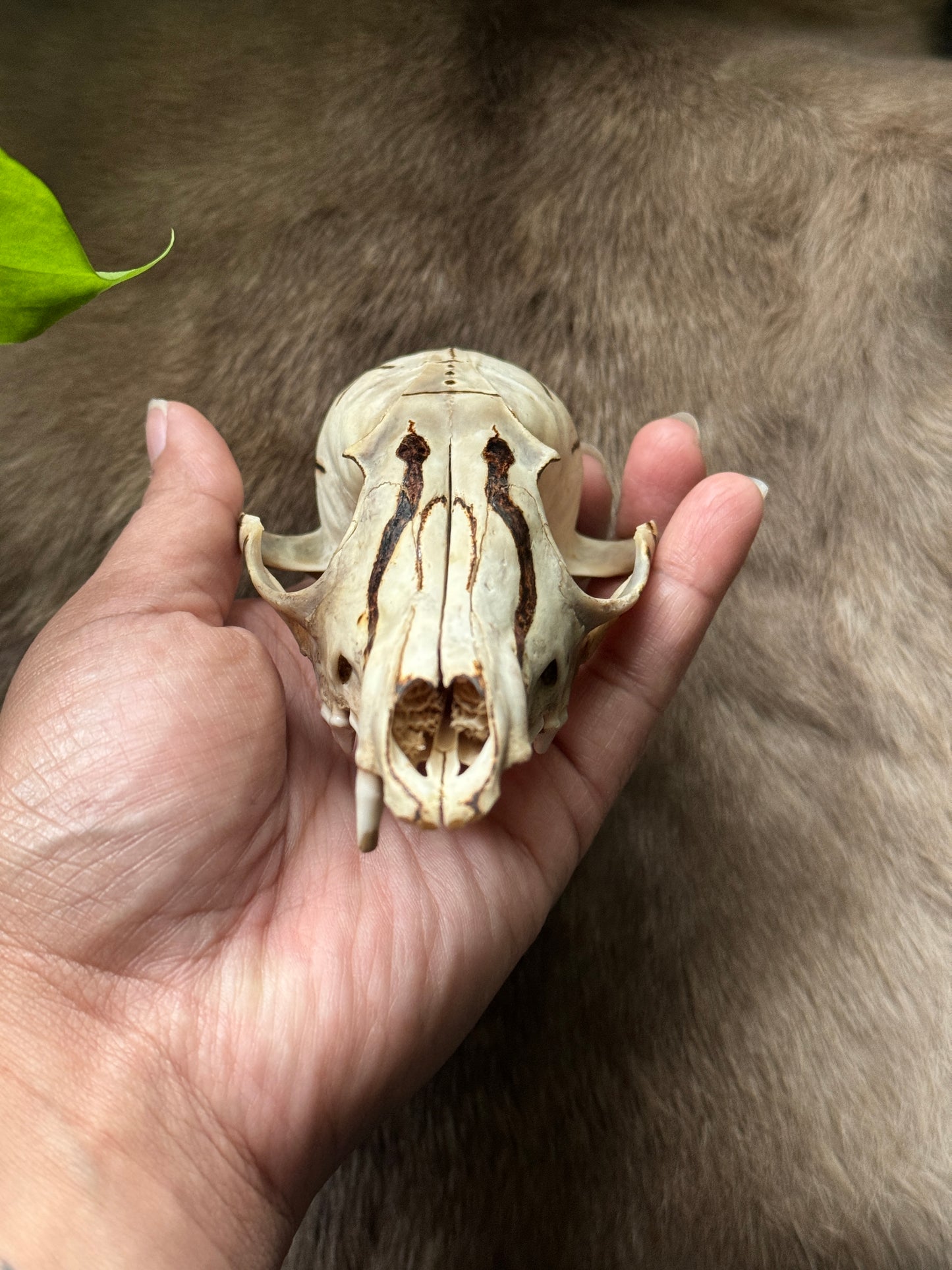 Fox Skull Hand Burned Dedicated to Loki