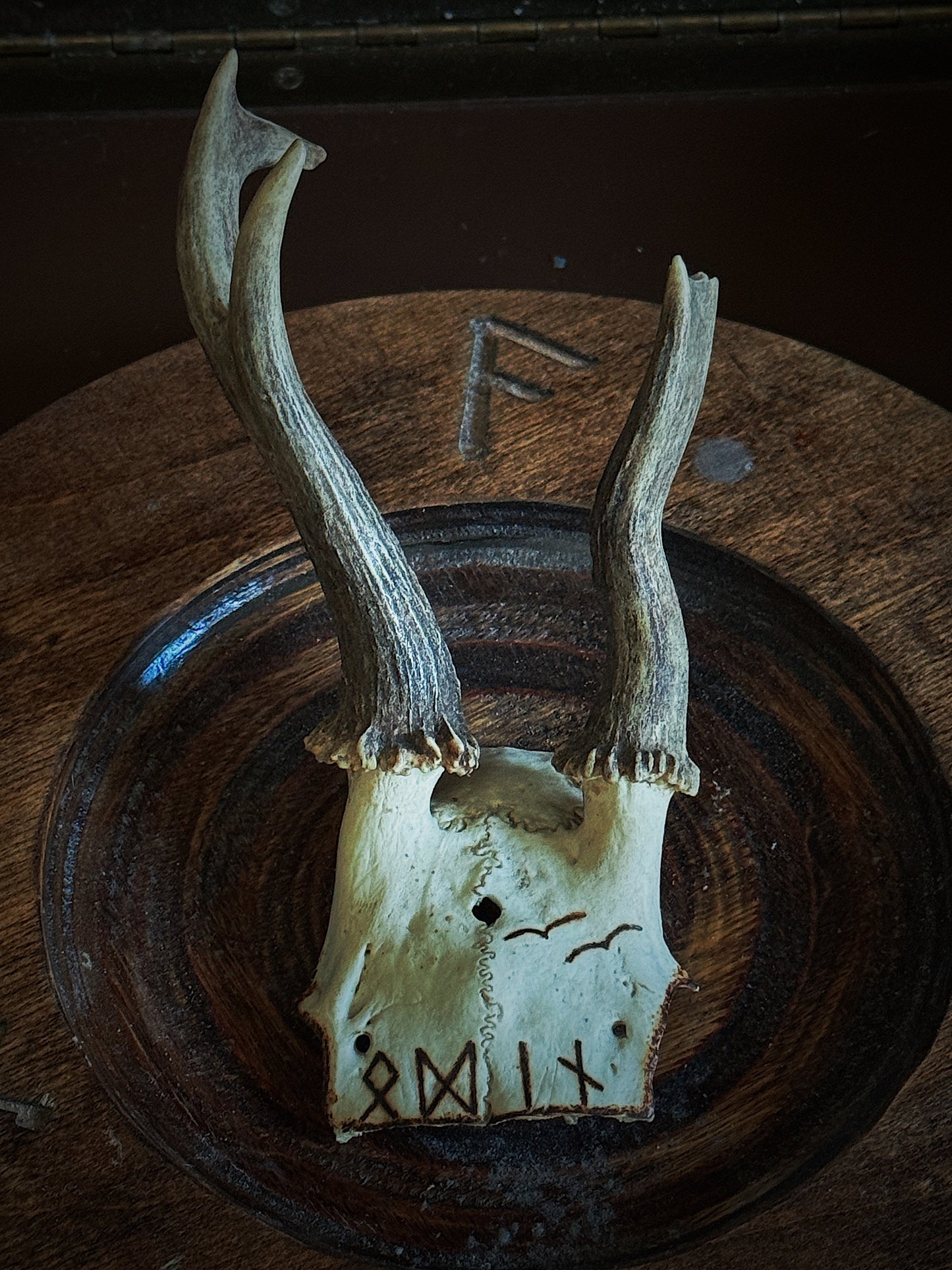 Odin Roe Deer Skull Cap Hand Burned