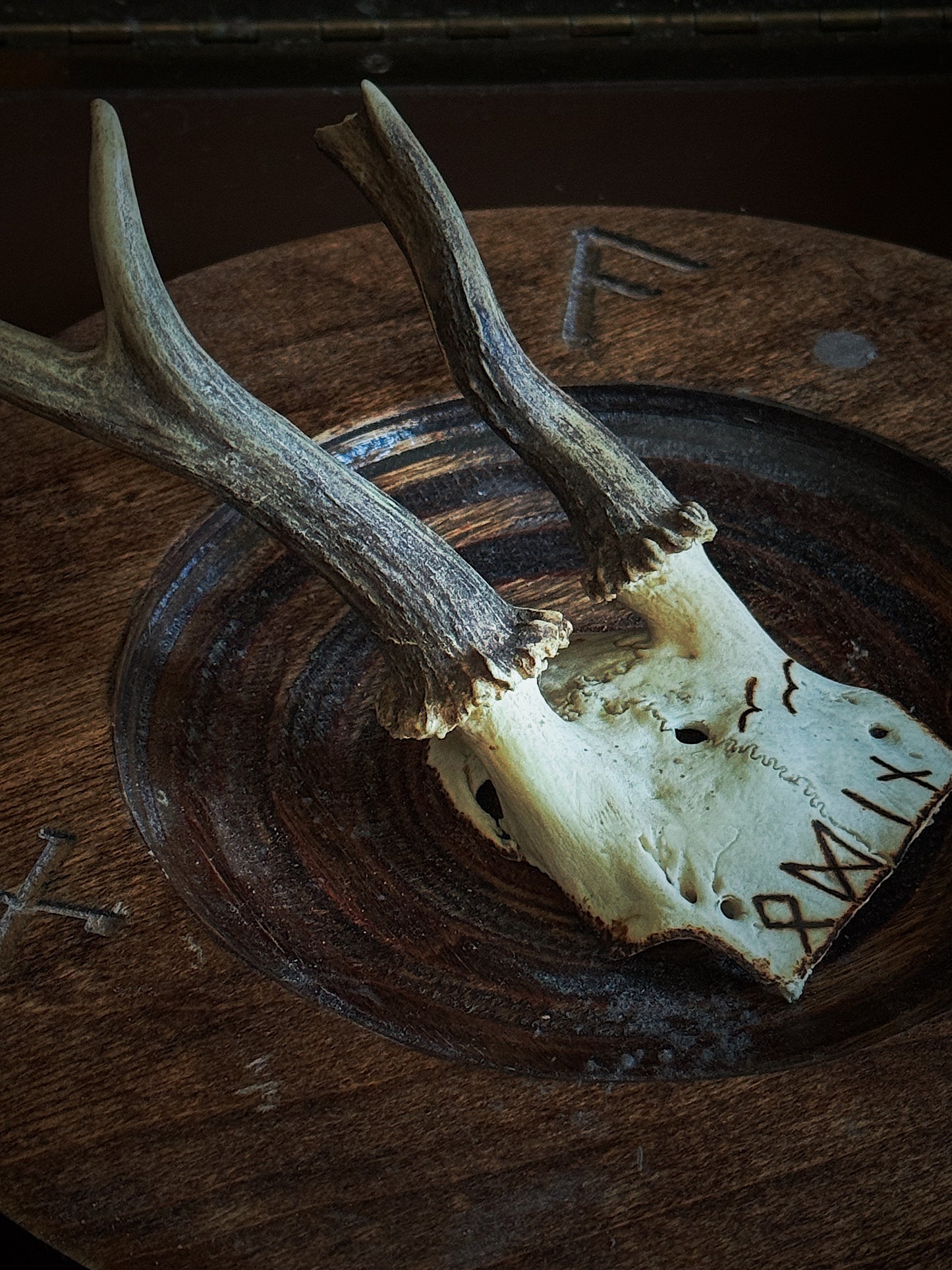 Odin Roe Deer Skull Cap Hand Burned