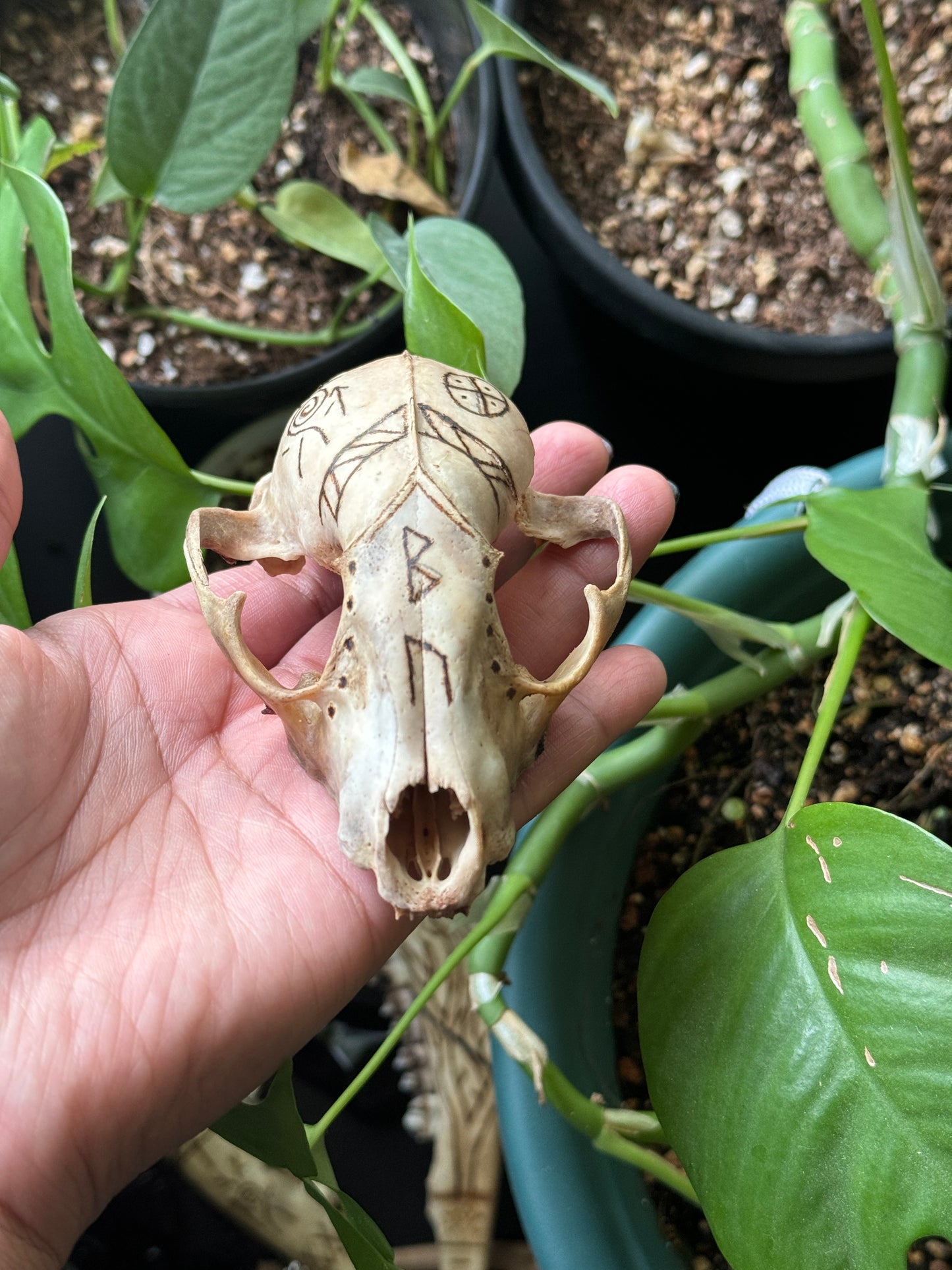 The Healer Raccoon Skull