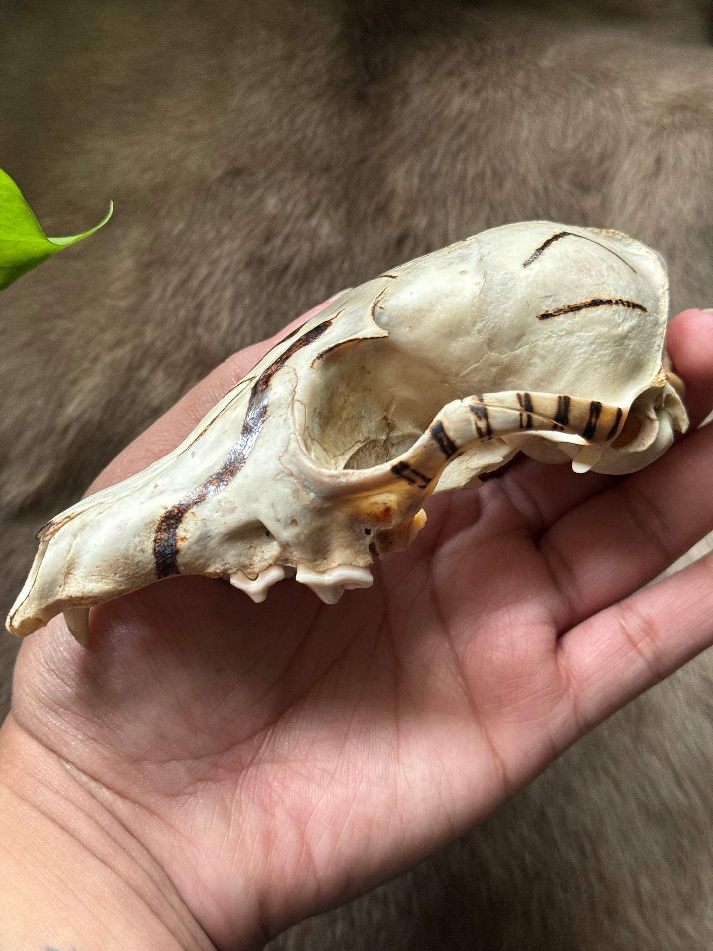 Fox Skull Hand Burned Dedicated to Loki