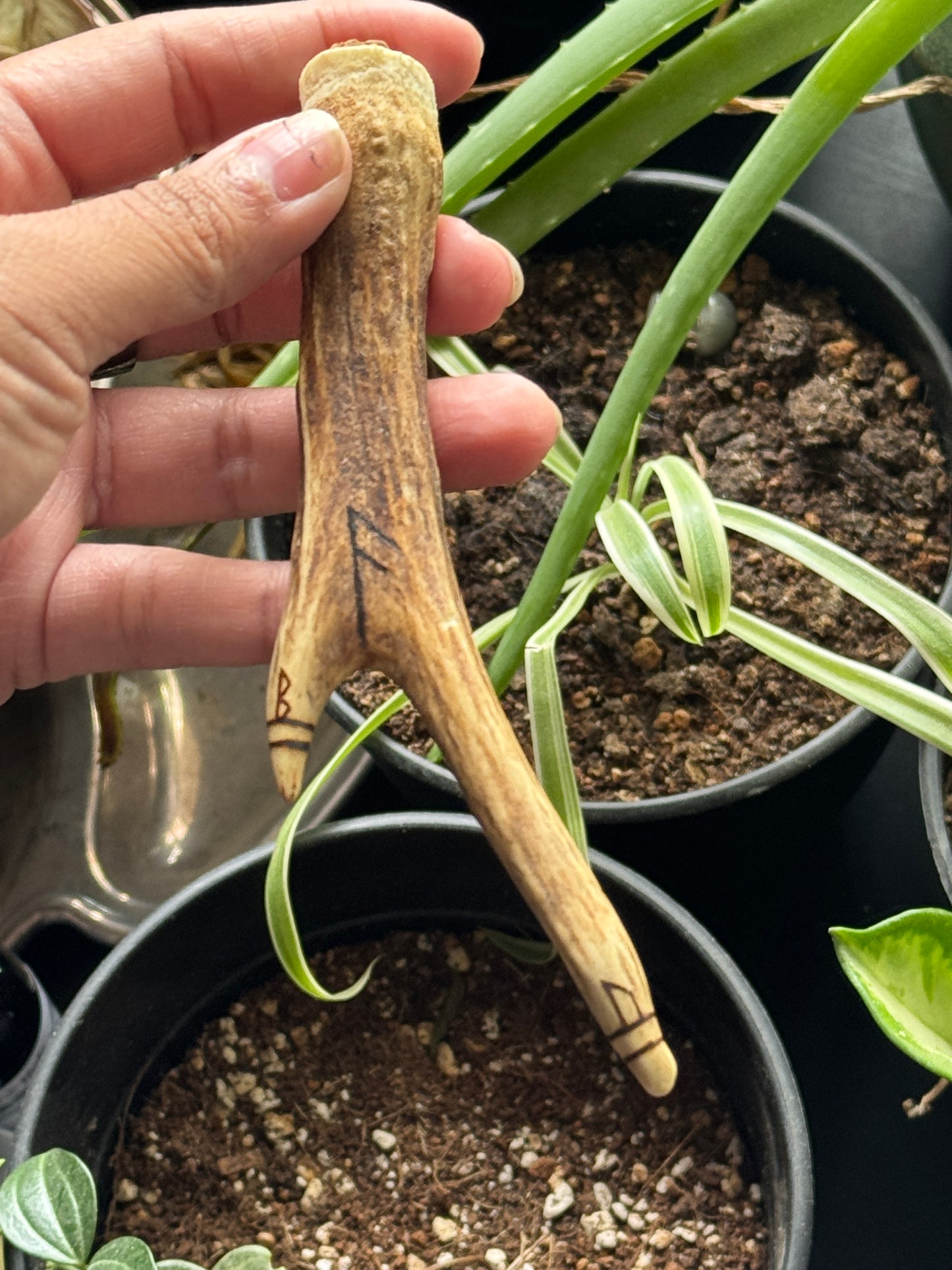 Offering To The Gods Antler Container