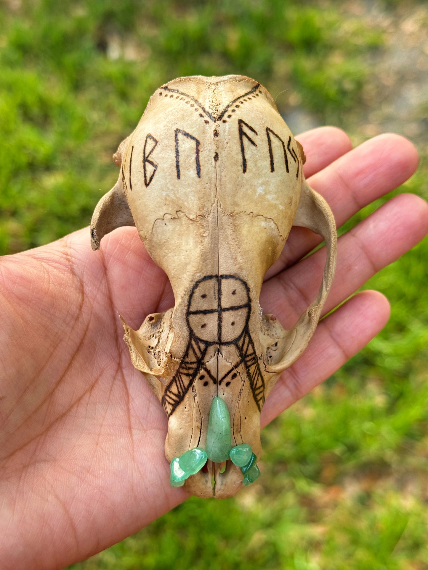 'Luck Giver' Hand Burned Raccoon Skull