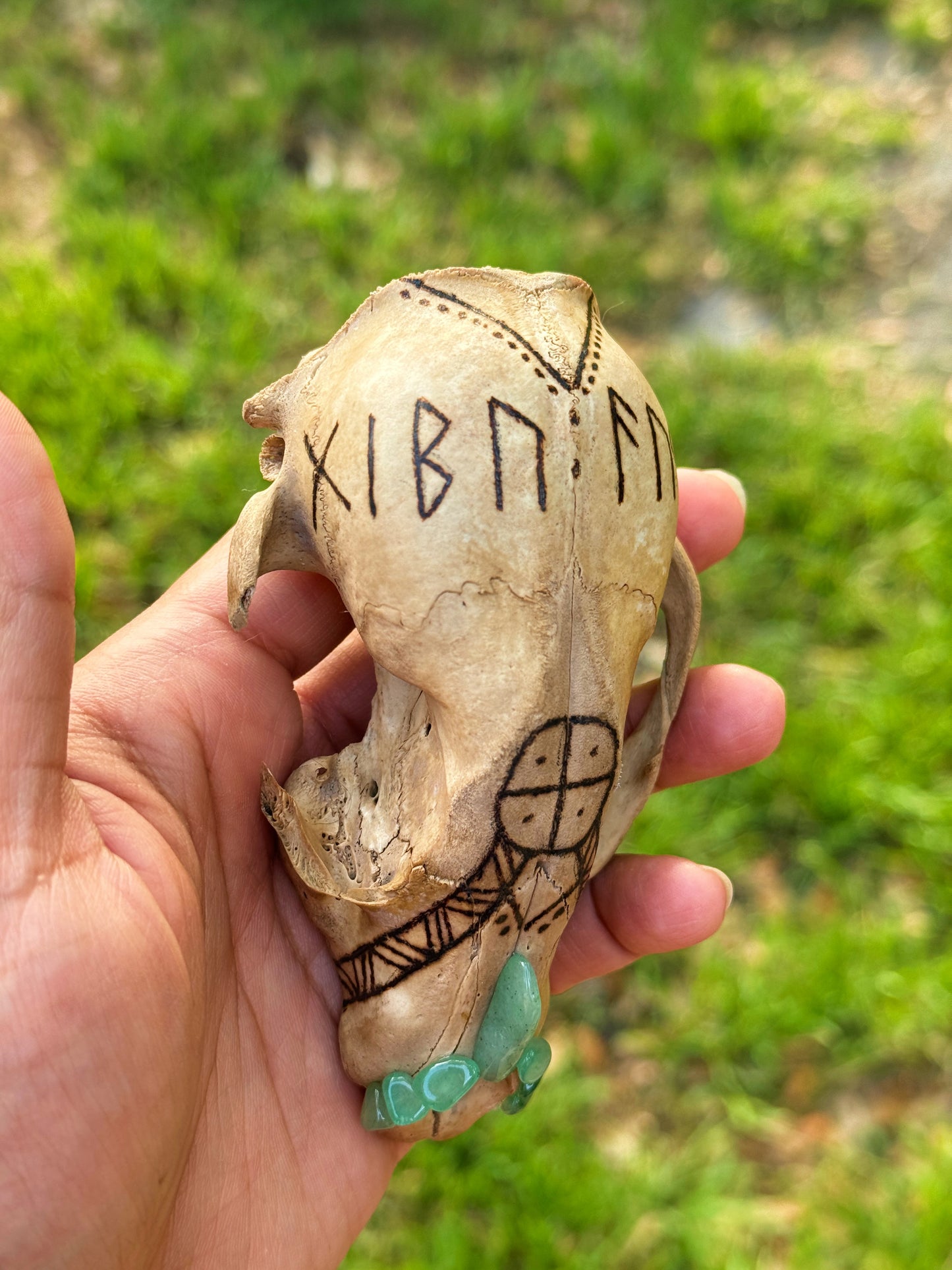 'Luck Giver' Hand Burned Raccoon Skull