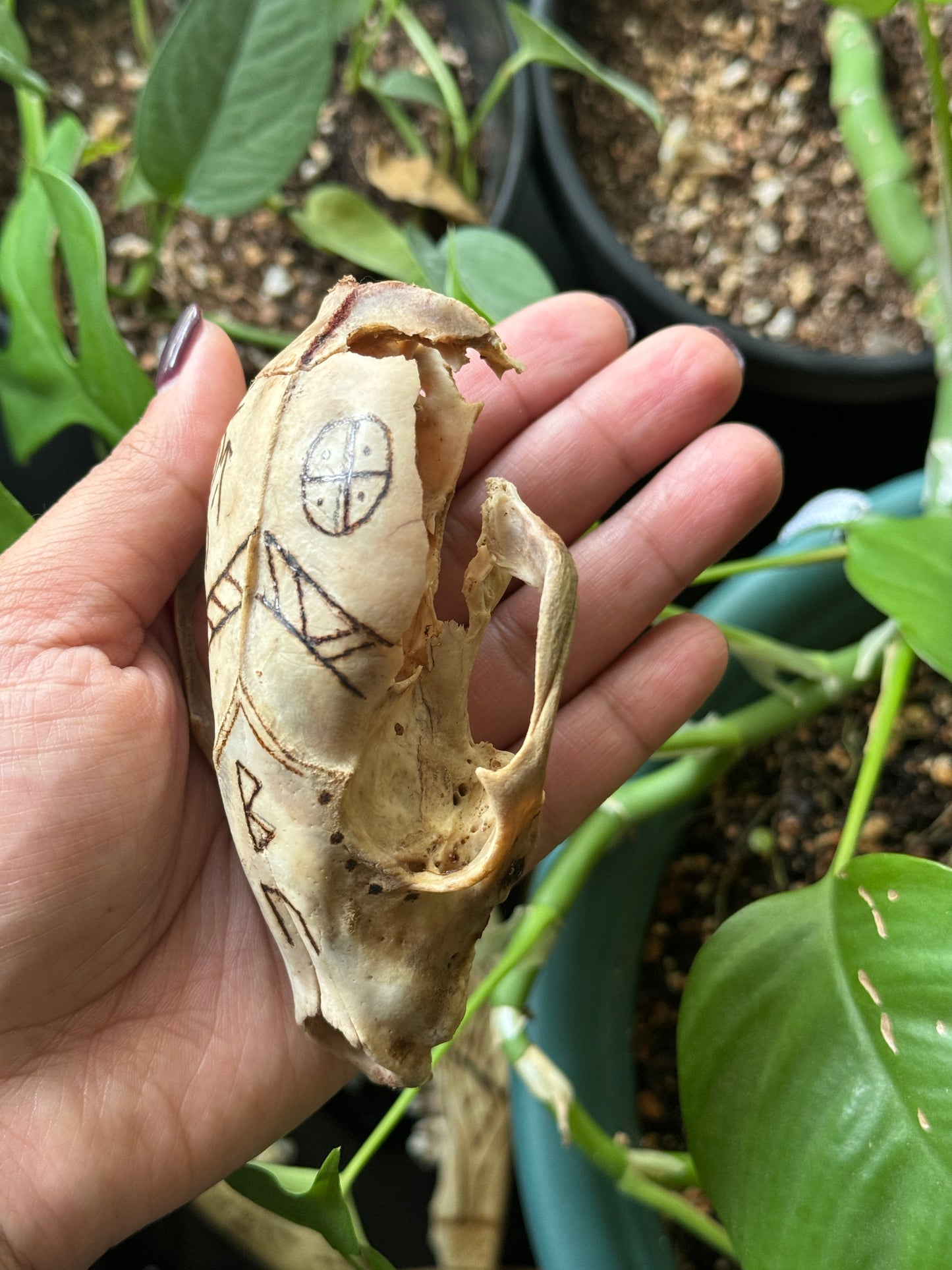 The Healer Raccoon Skull