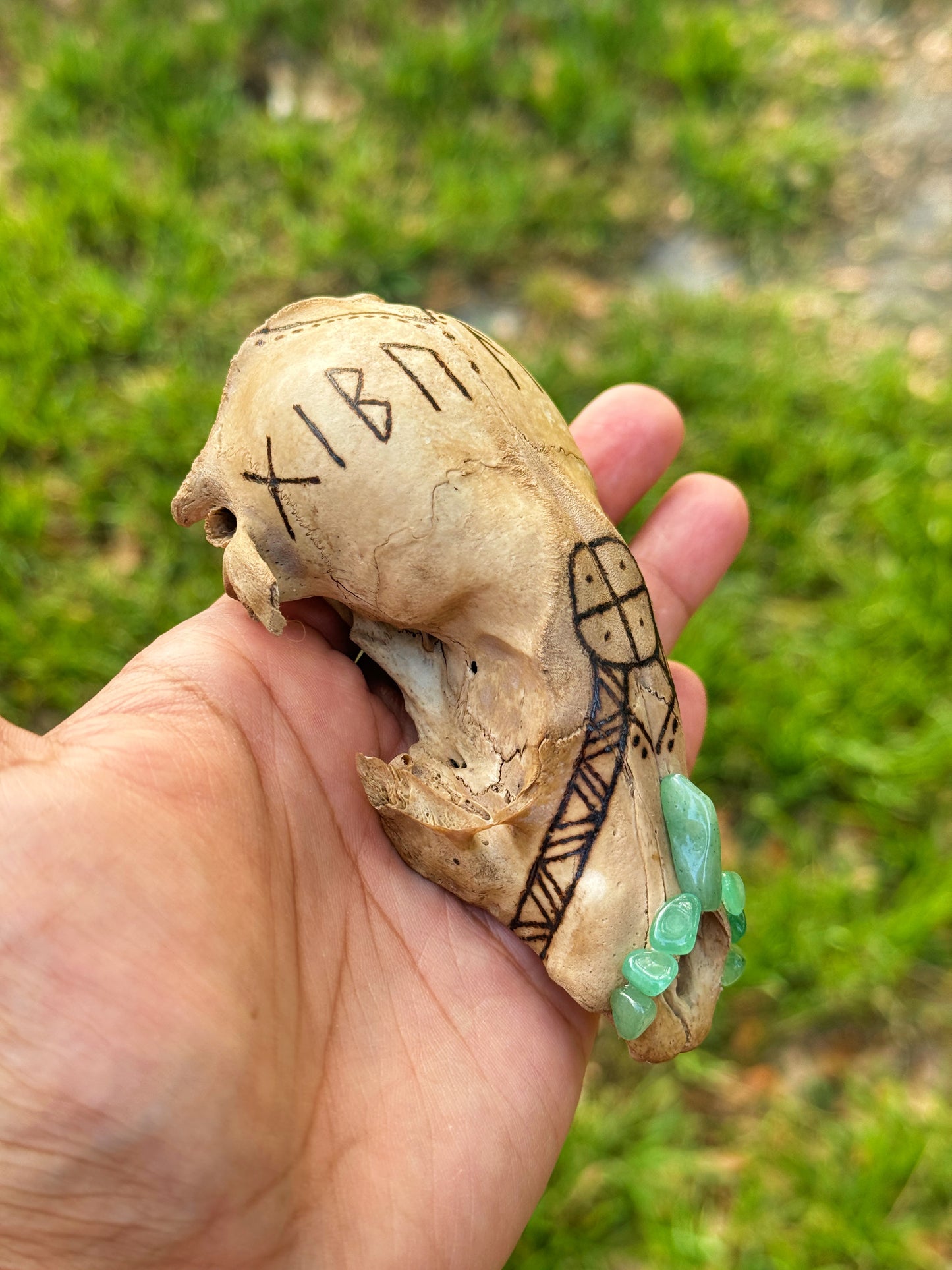 'Luck Giver' Hand Burned Raccoon Skull