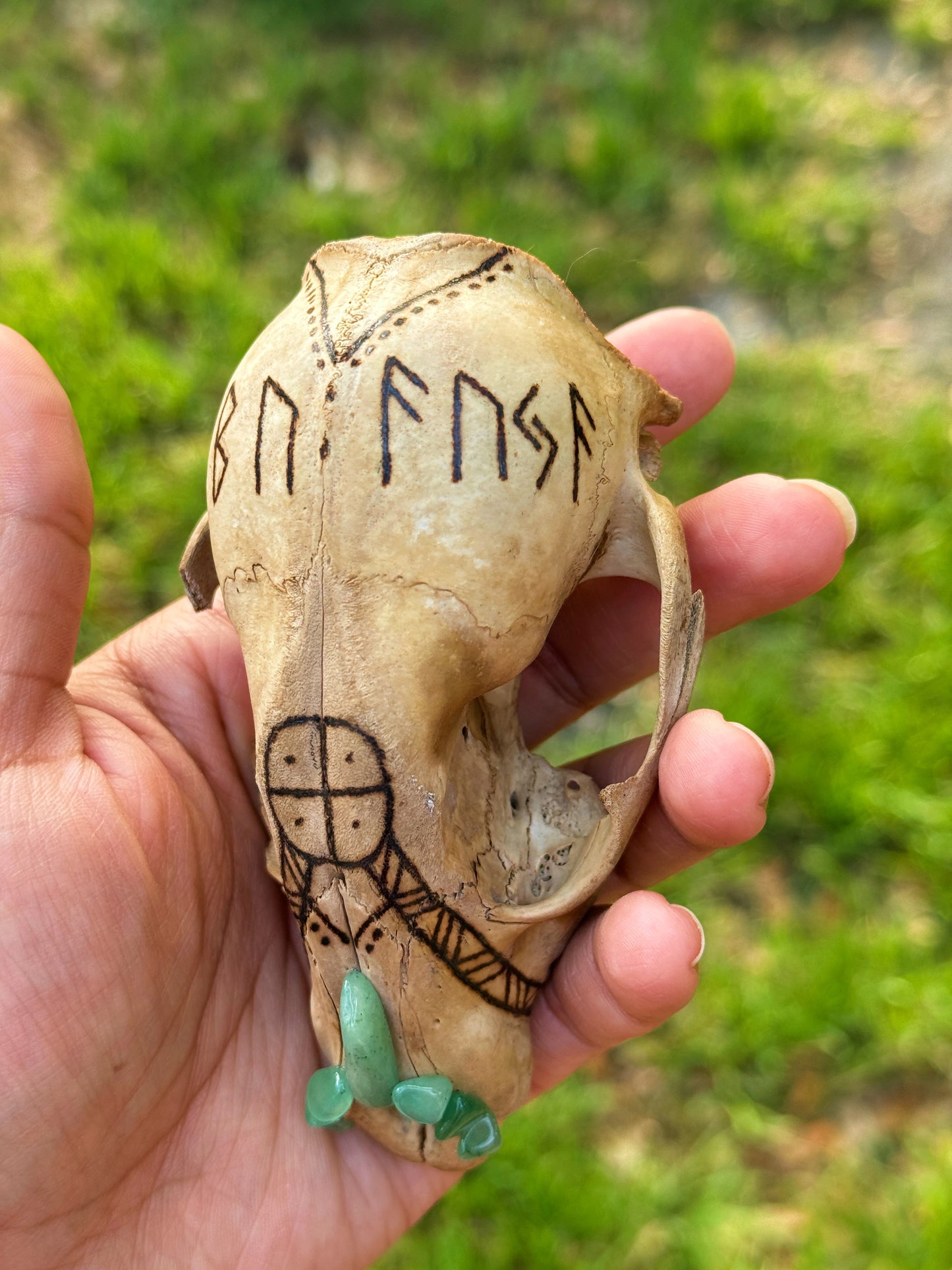 'Luck Giver' Hand Burned Raccoon Skull