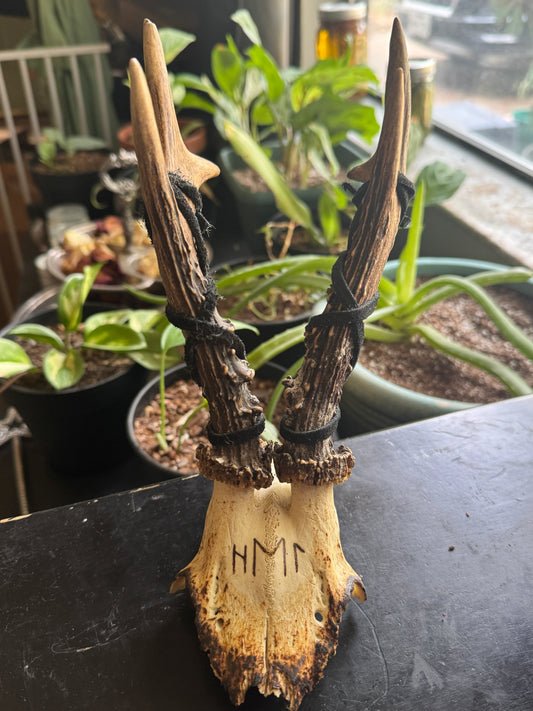 Hel Roe Deer Skull Cap Hand Burned