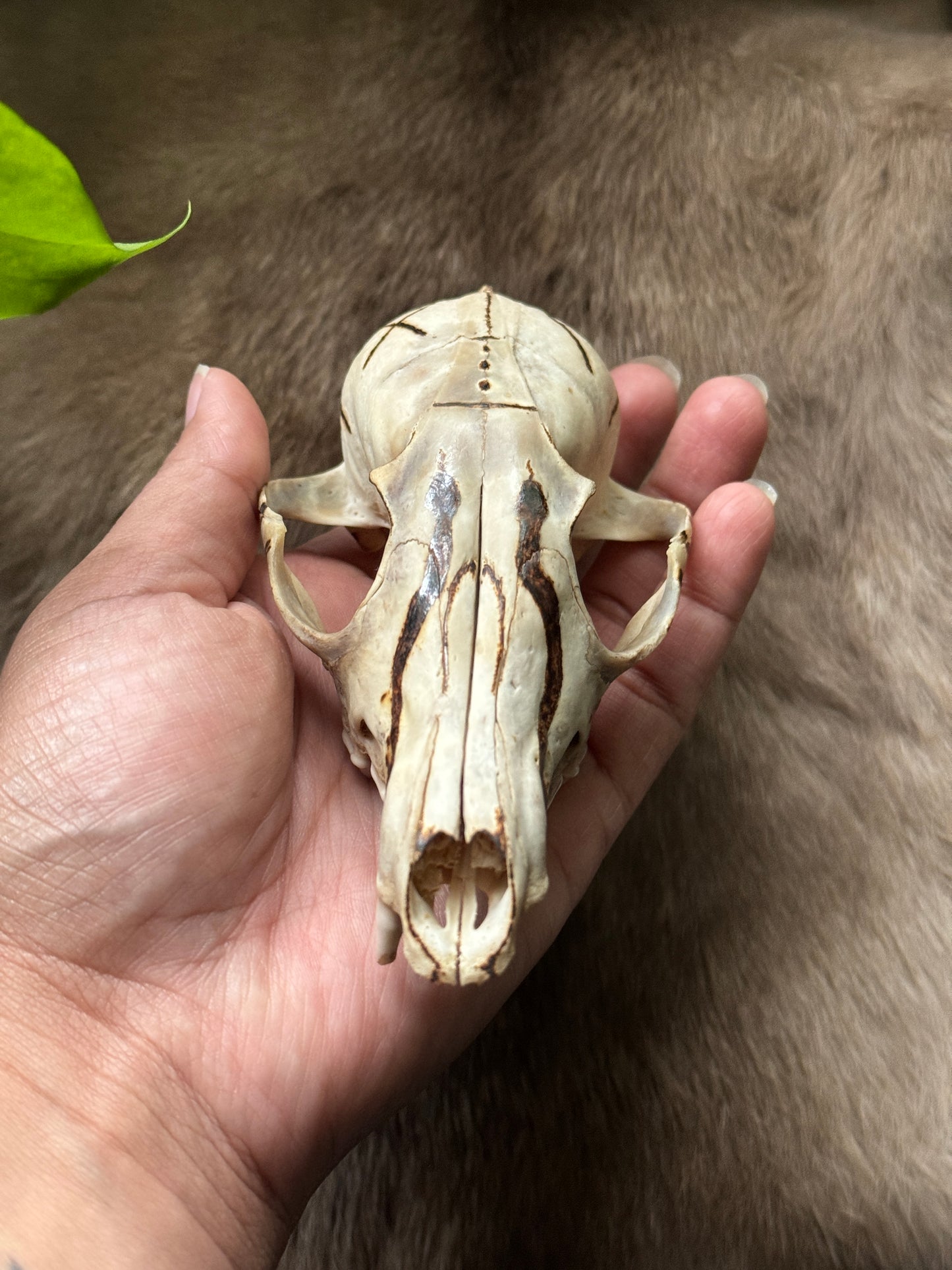 Fox Skull Hand Burned Dedicated to Loki