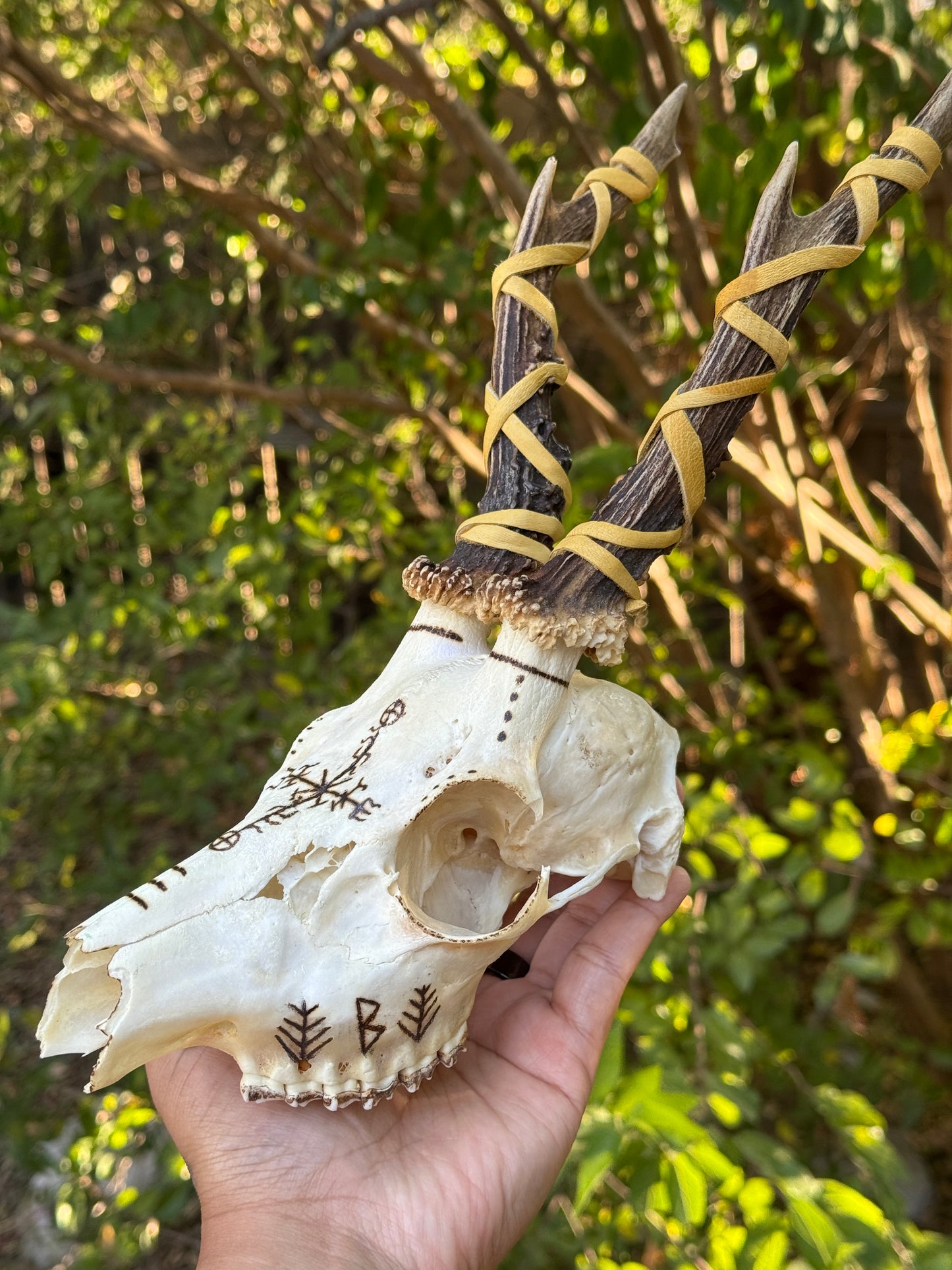 Protection & Honoring The Landvaettir Roe Deer Skull // Hand Burned