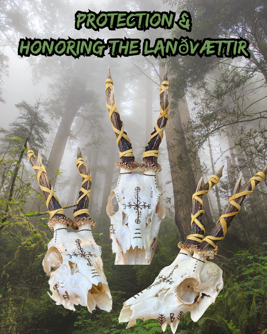 Protection & Honoring The Landvaettir Roe Deer Skull // Hand Burned