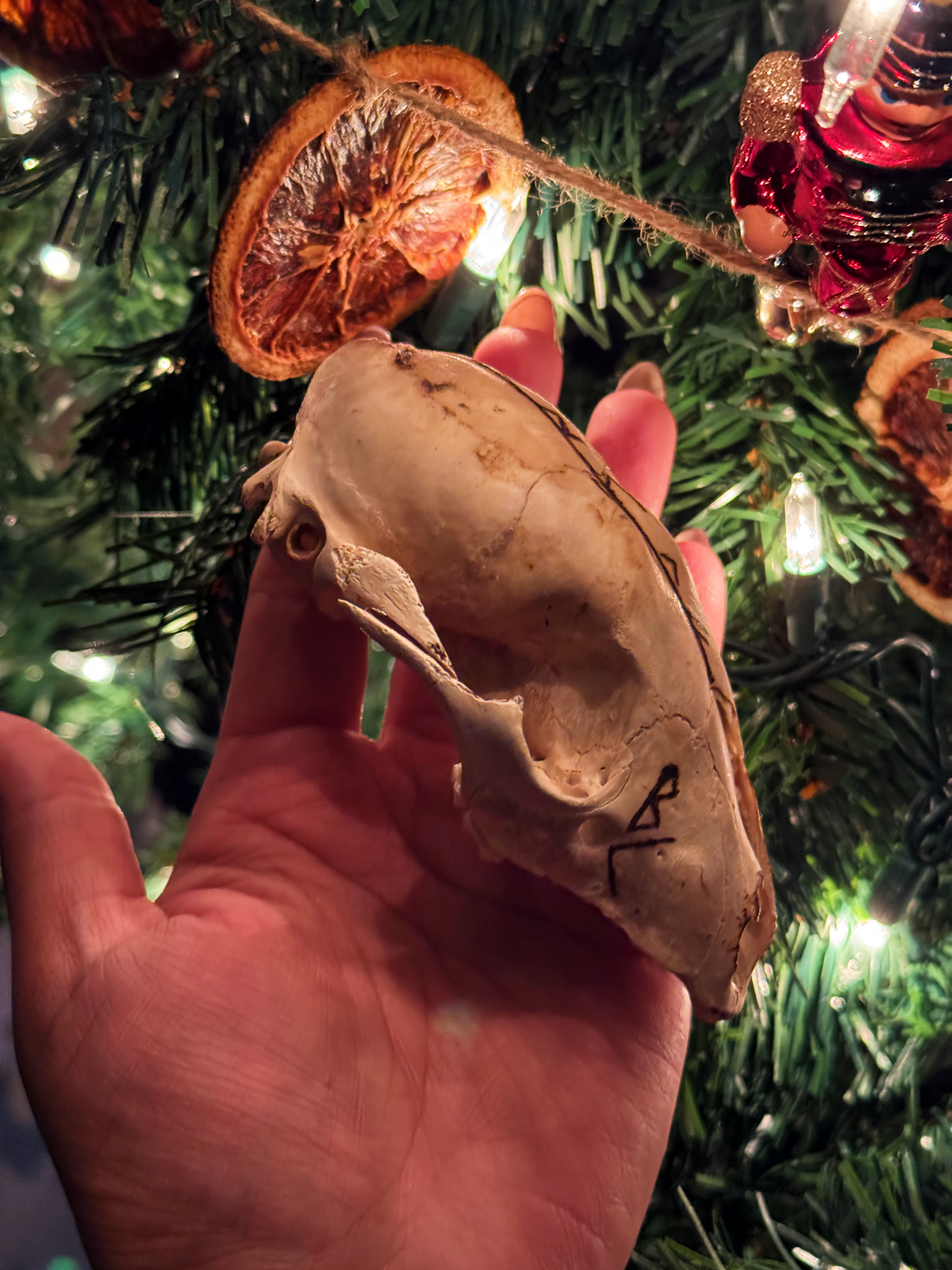 Freyja Raccoon Skull // Hand Burned