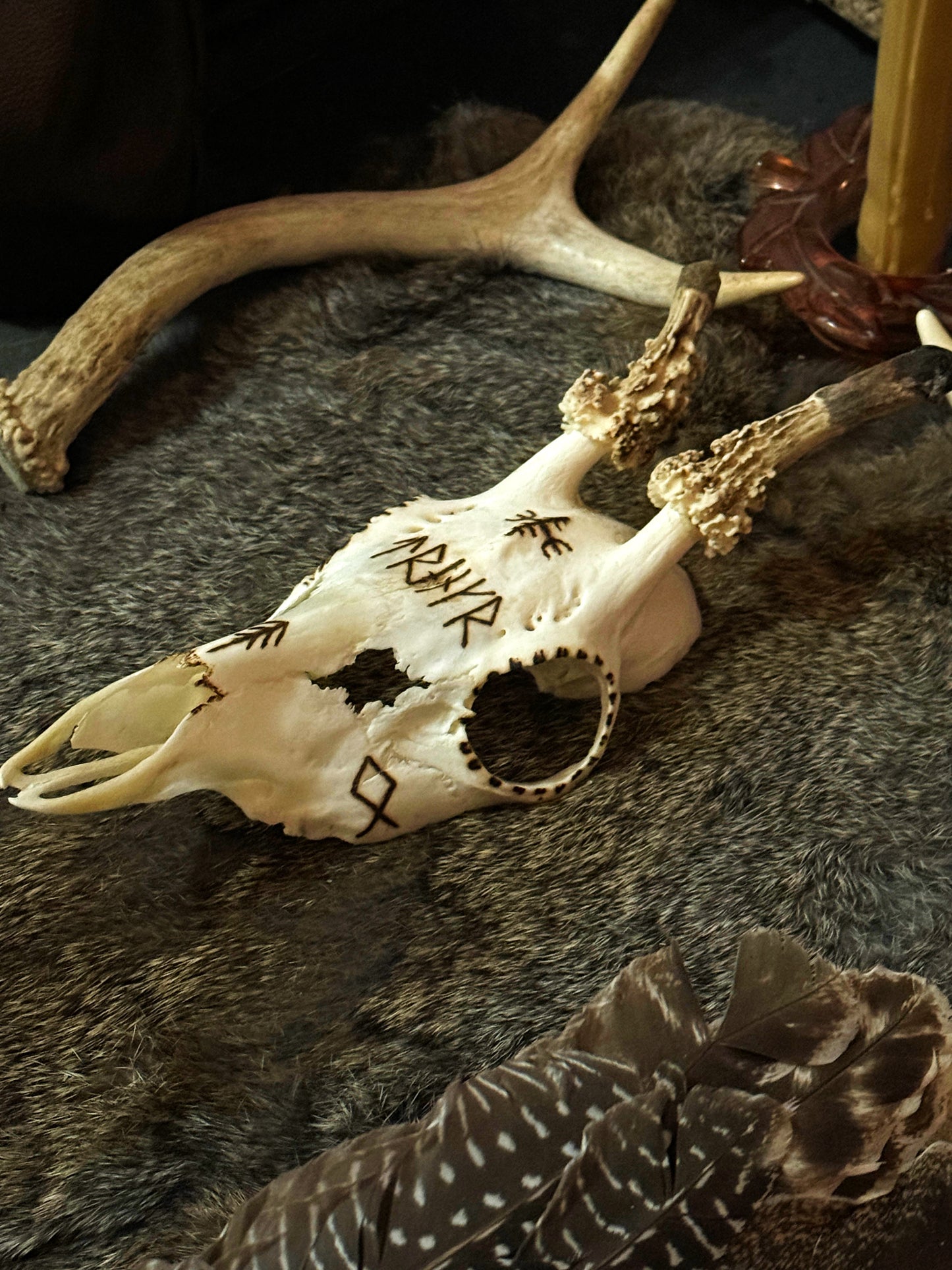 Hand Burned Roe Deer Skull // Noble Warrior