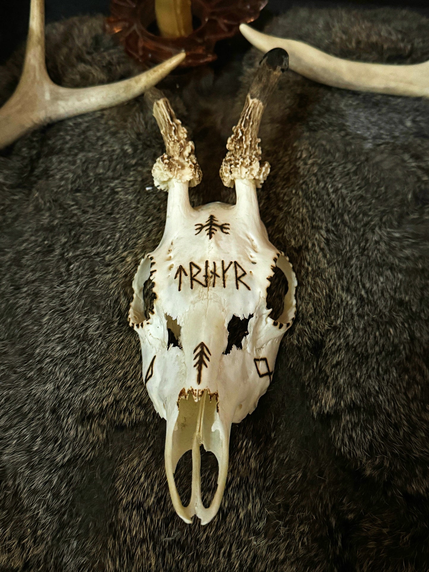 Hand Burned Roe Deer Skull // Noble Warrior