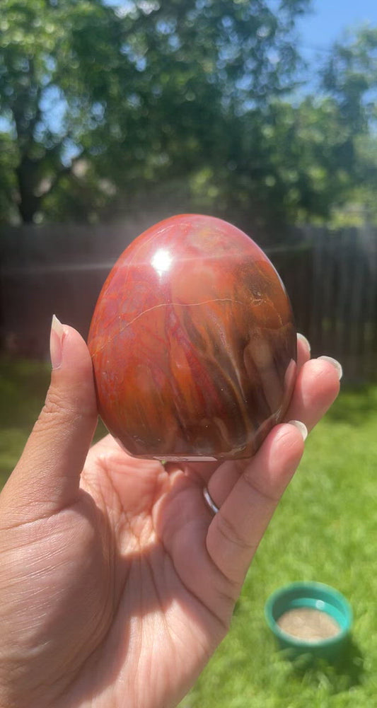 Rainbow Petrified Wood Free Form