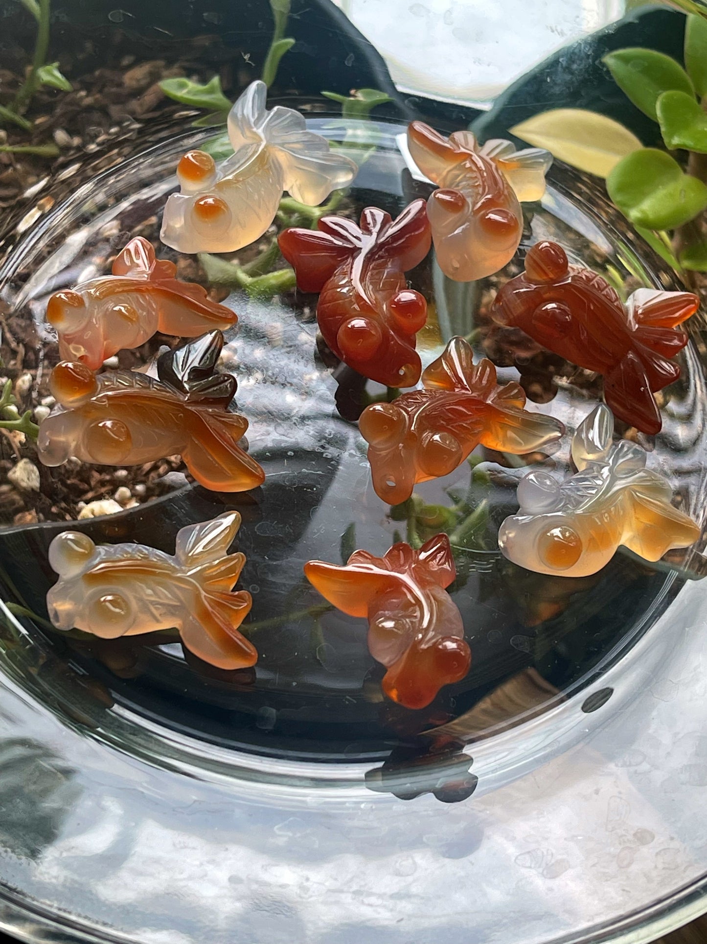 Carnelian Goldfish