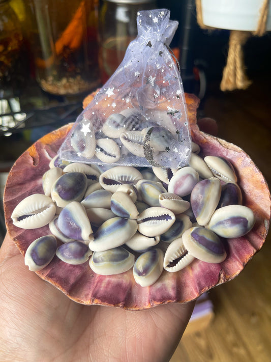 Purple Top Cowrie Shells